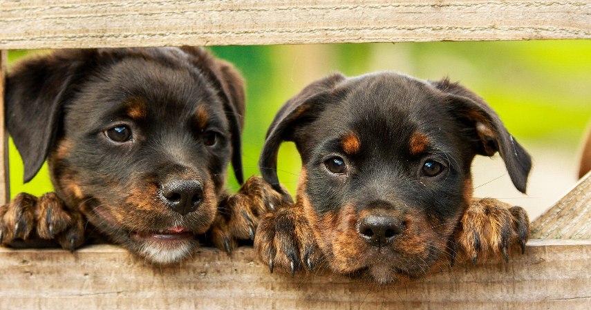 rottweiler-1785760_1920